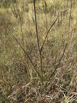 Image of cowbane