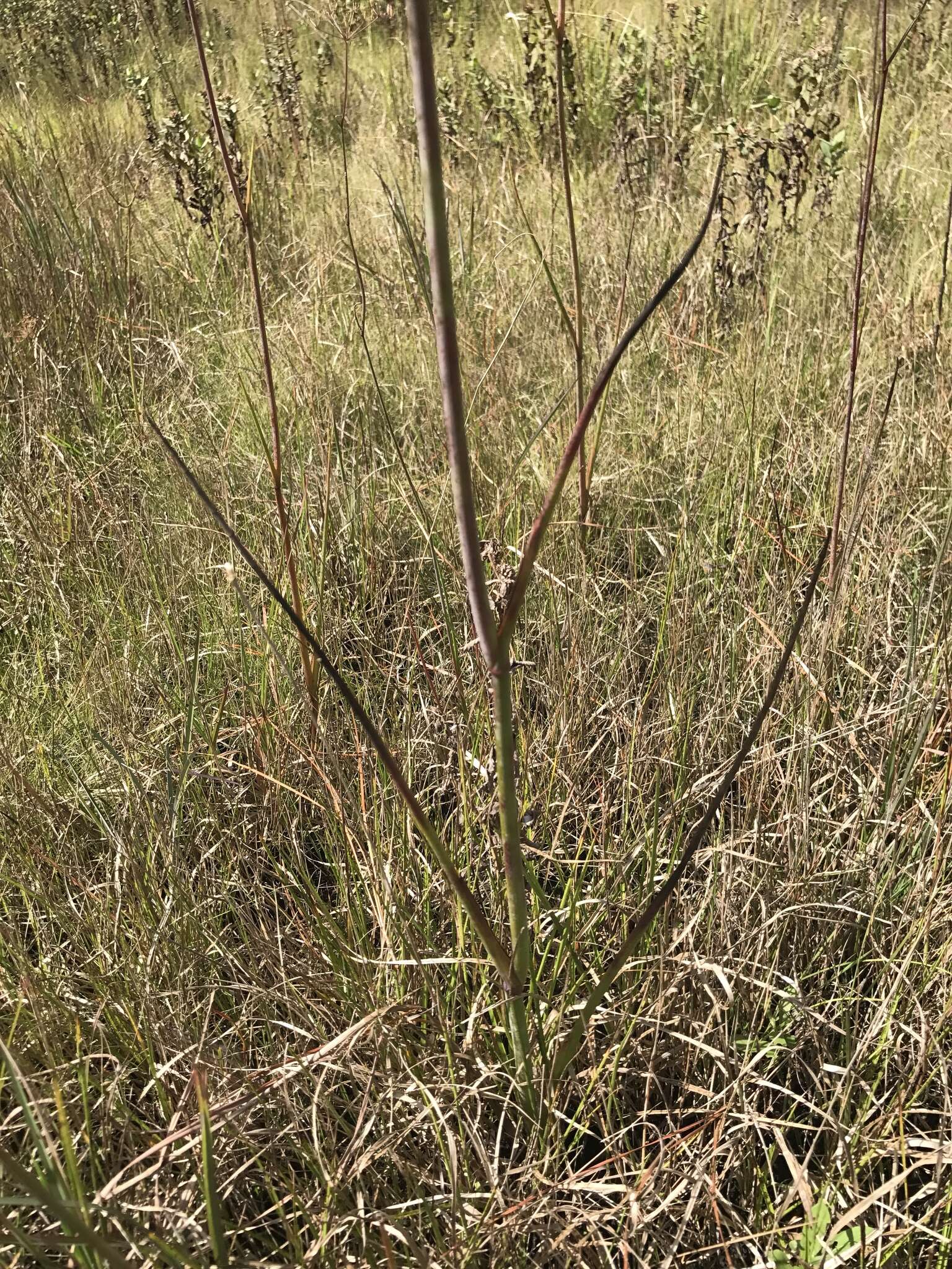 Image of cowbane