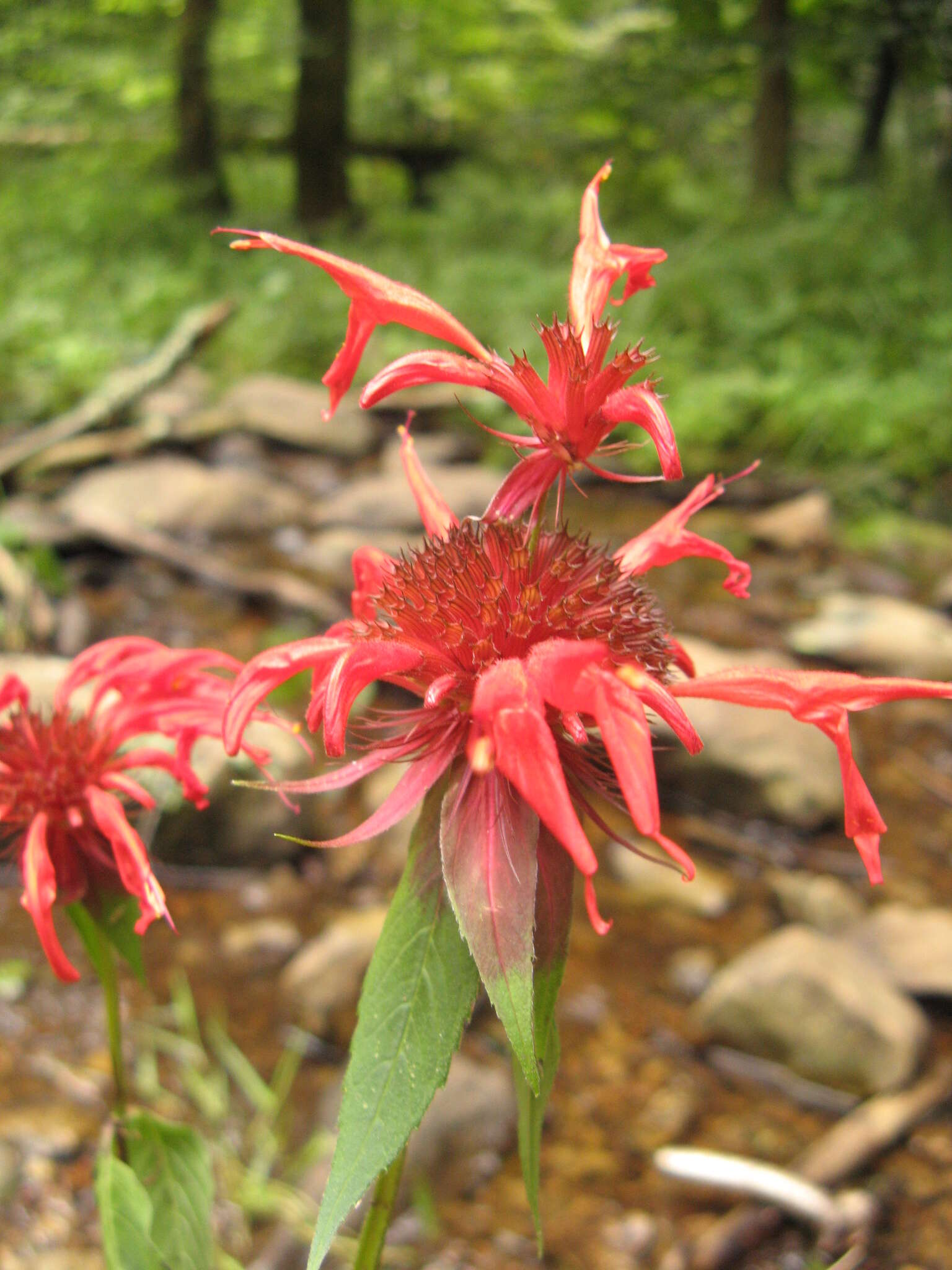 Image of scarlet beebalm