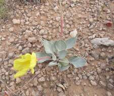 Oenothera macrocarpa subsp. incana (A. Gray) W. L. Wagner resmi