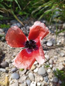 Imagem de Papaver apulum Ten.