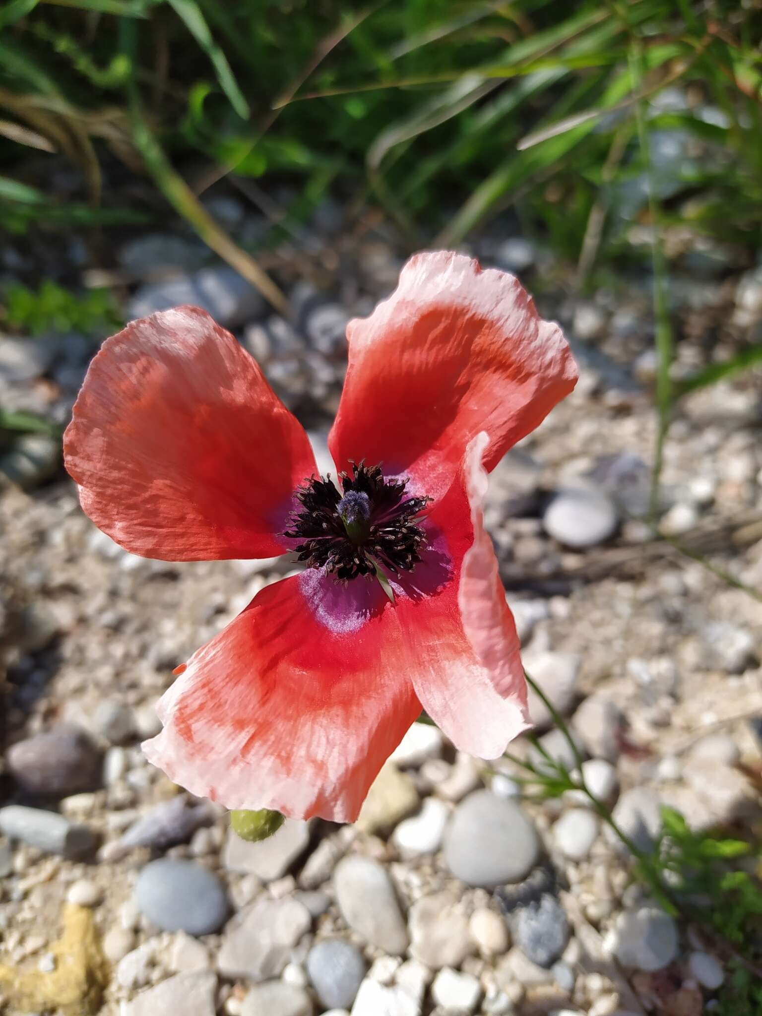 Image of Papaver apulum Ten.