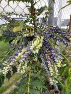 Berberis oiwakensis (Hayata) J. E. Laferriere的圖片