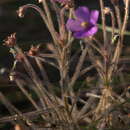 Image of Byblis filifolia Planch.