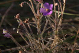 Image of Byblis filifolia Planch.