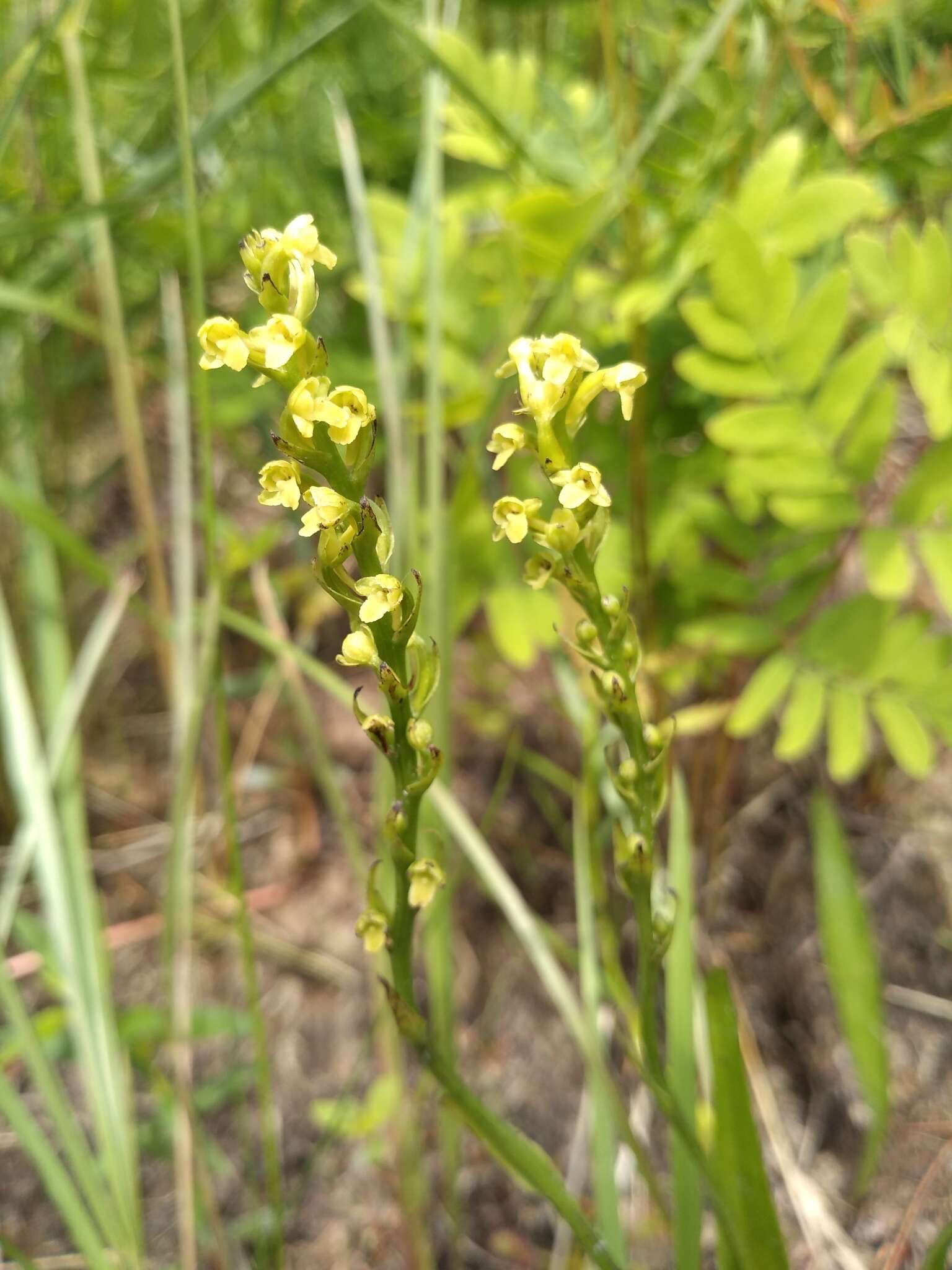 Image of palegreen orchid