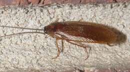 Image of Boll's Wood Cockroach