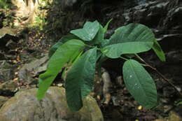 Image de Passiflora lindeniana Planch. ex Triana & Planch.