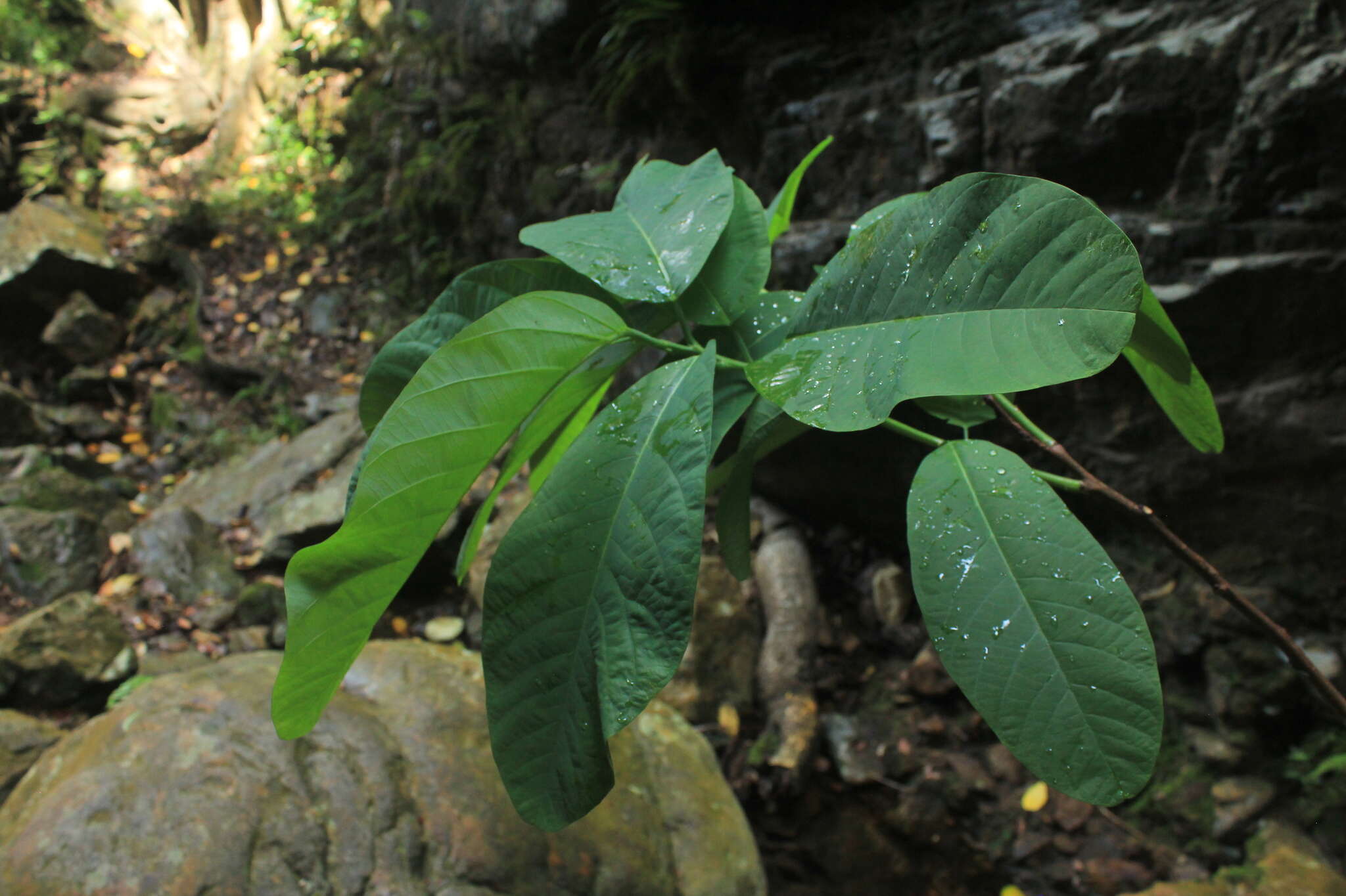 Imagem de Passiflora lindeniana Planch. ex Triana & Planch.