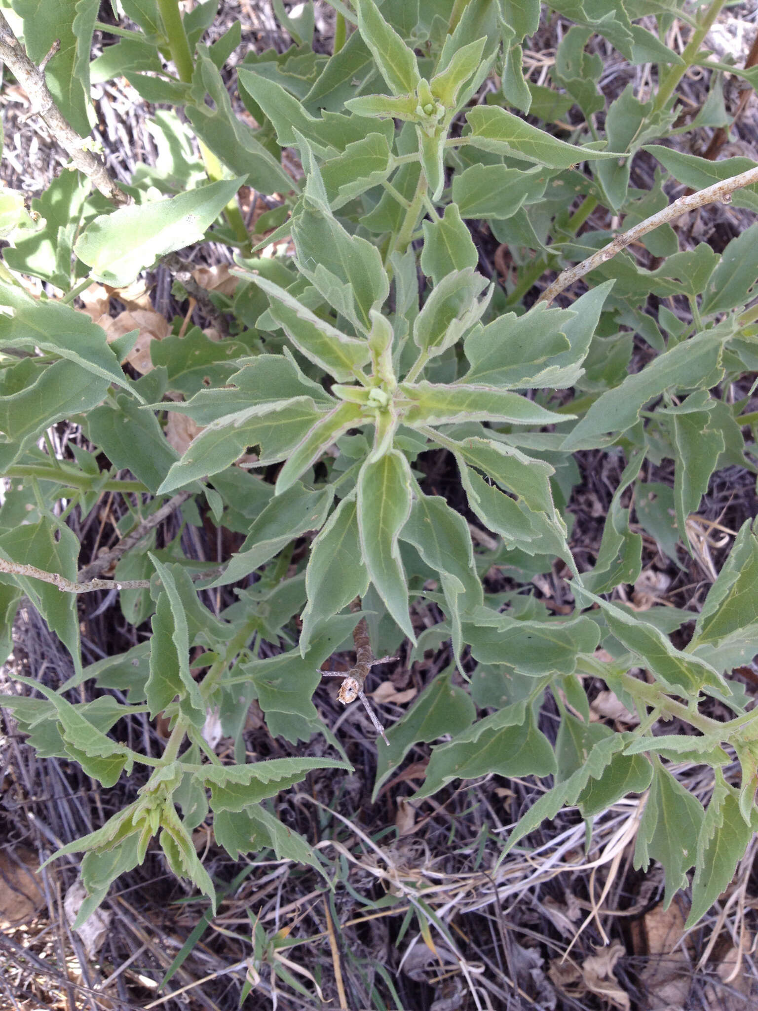 Brickellia floribunda A. Gray的圖片