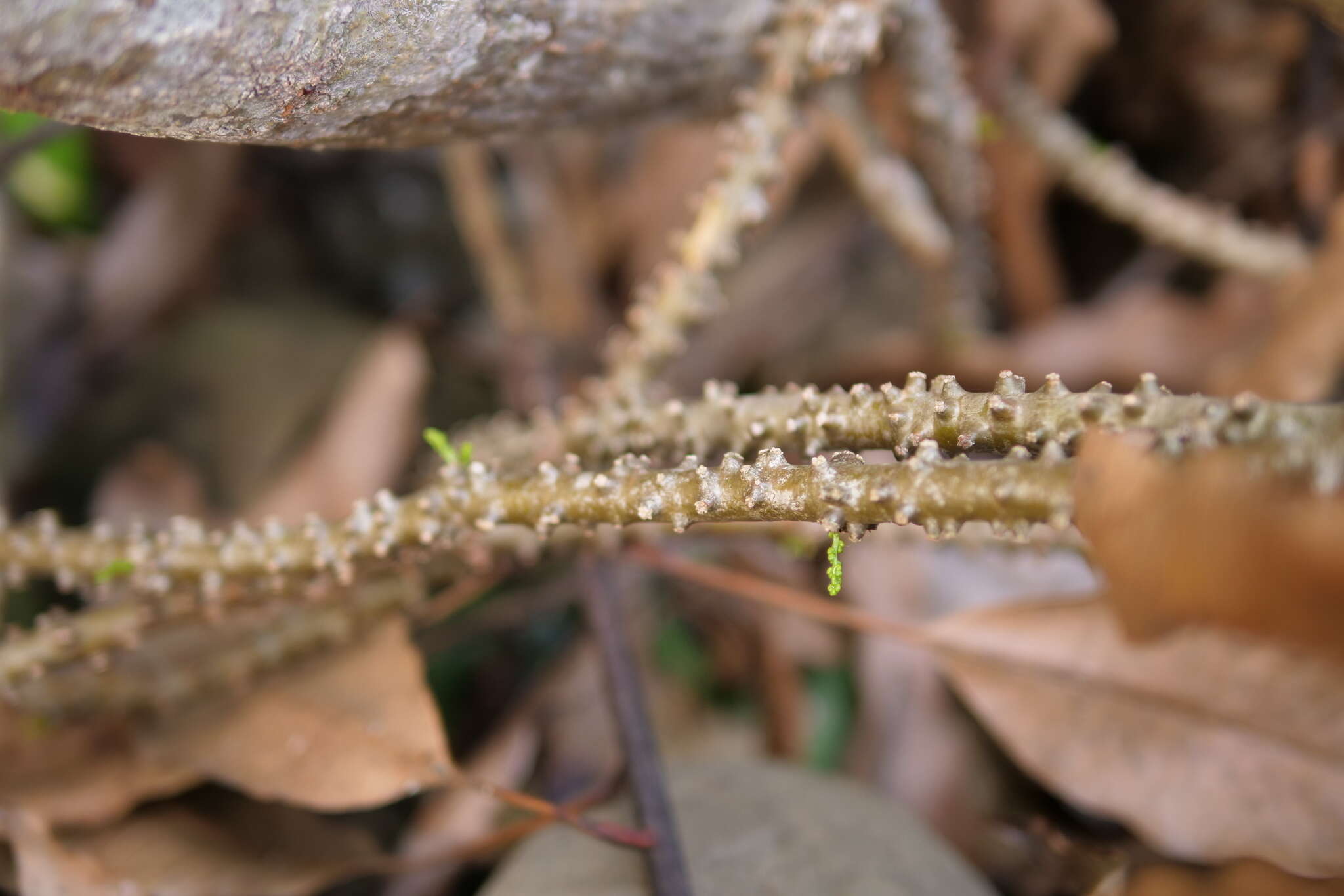 Image of Tinospora crispa (L.) Miers ex Hook. fil. & Thoms.