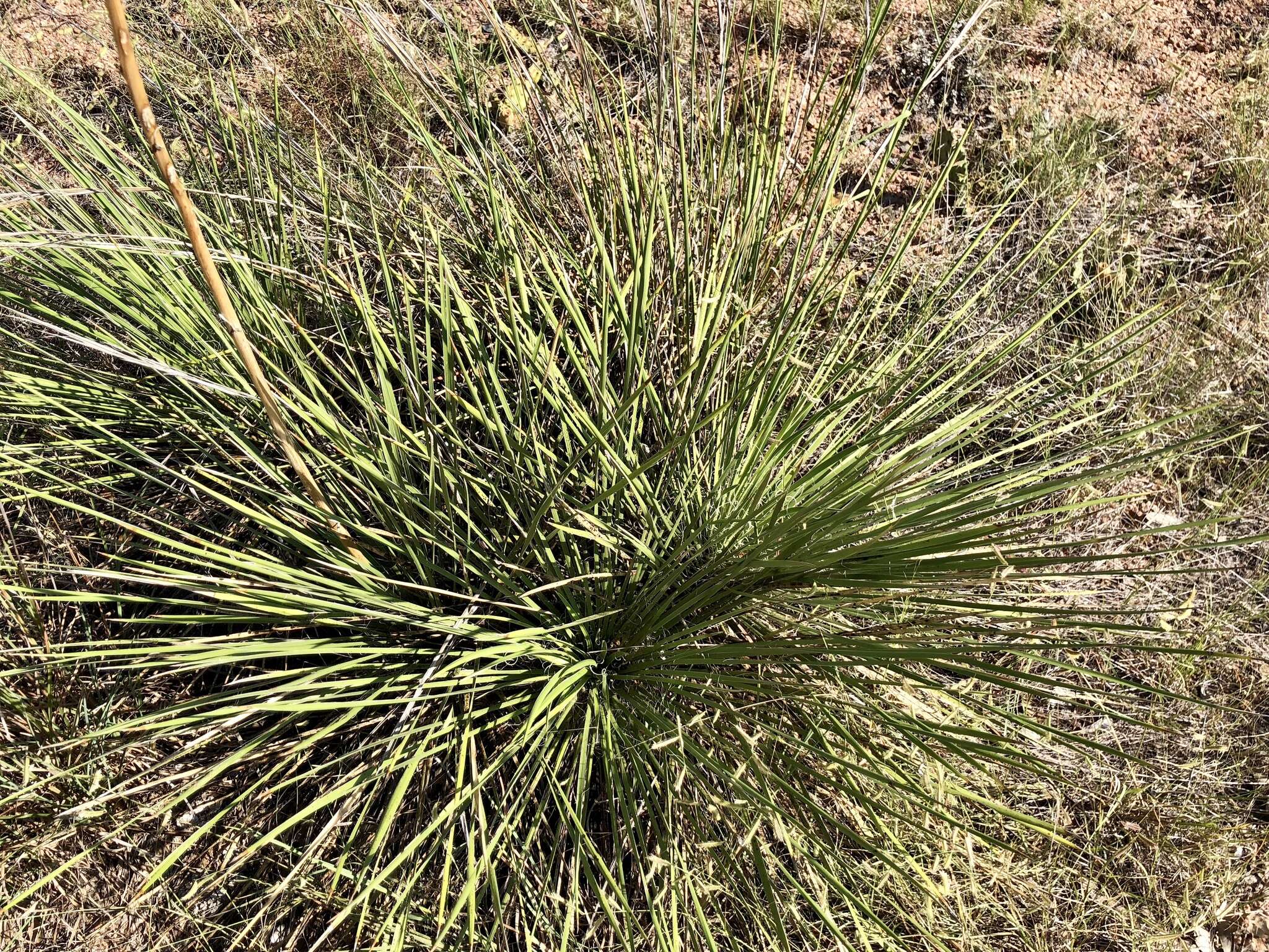 Image of Buckley's yucca