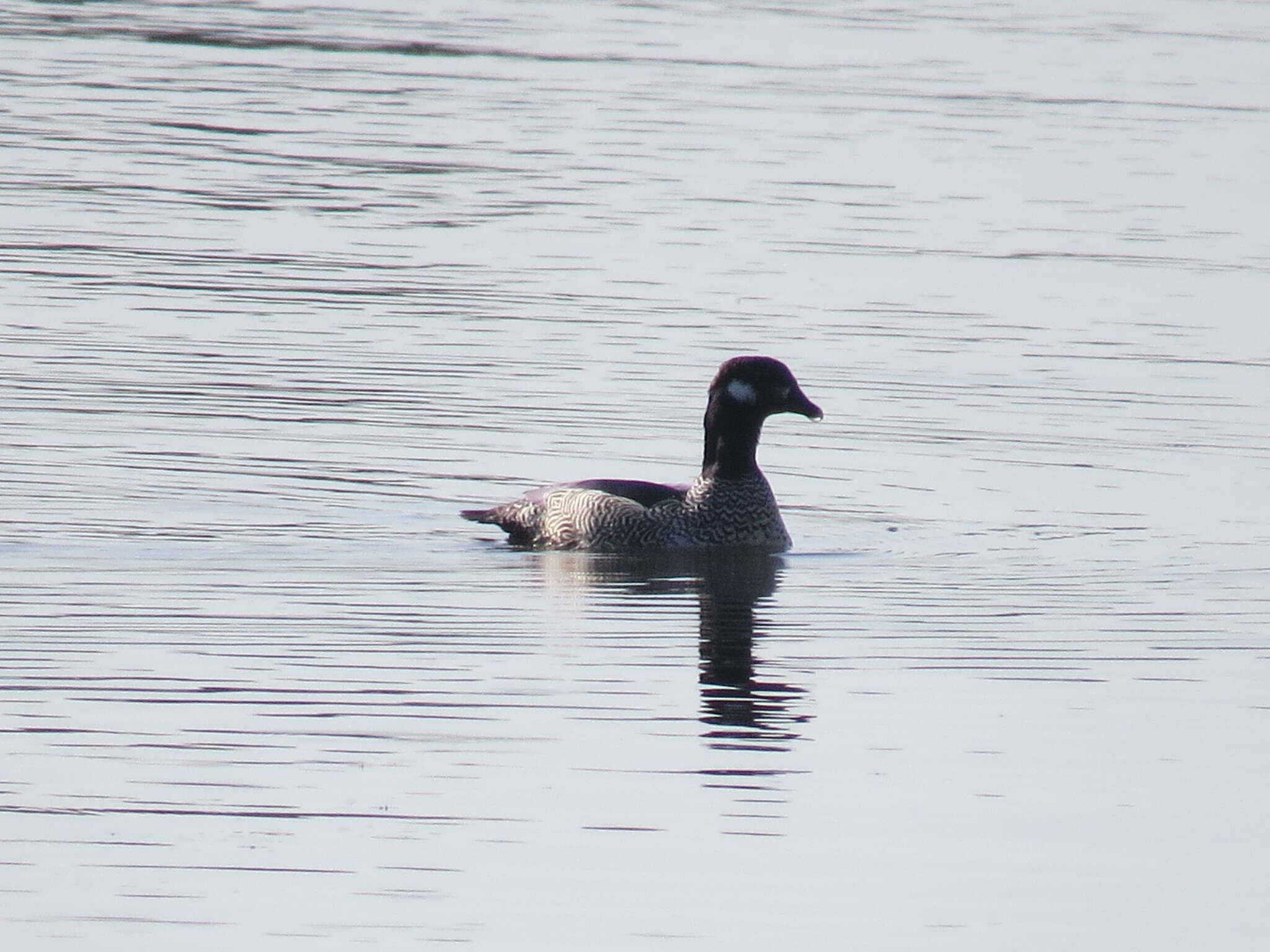 Image of Green Pygmy Goose