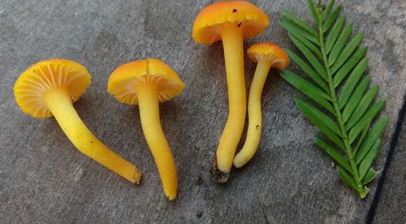 Image of Hygrocybe moseri Bon 1976