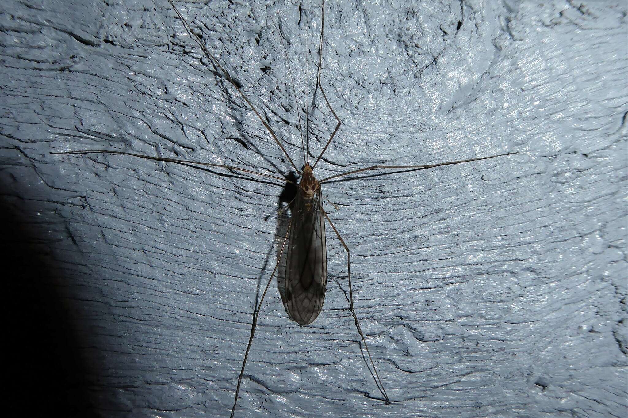 Image of Leptotarsus (Macromastix) pallidus (Hutton 1900)