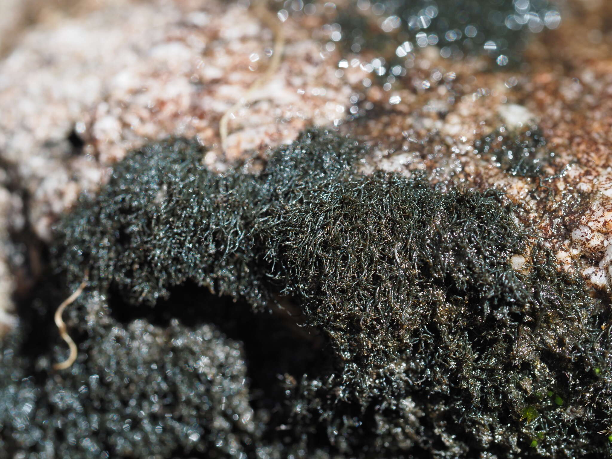 Image of Waterside rockshag lichen