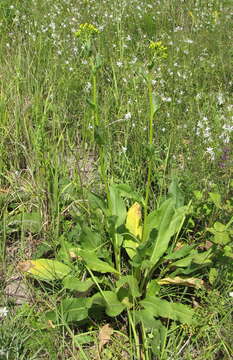 Image of Senecio doria L.