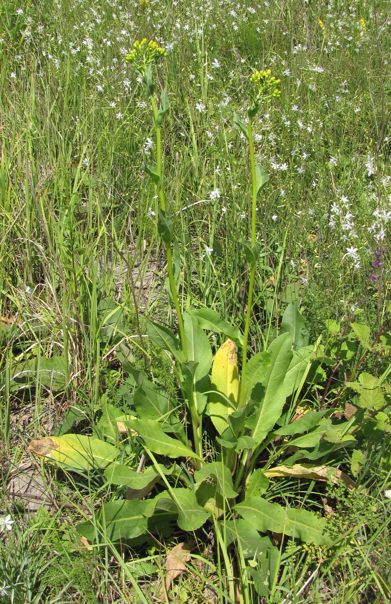 Plancia ëd Senecio doria L.