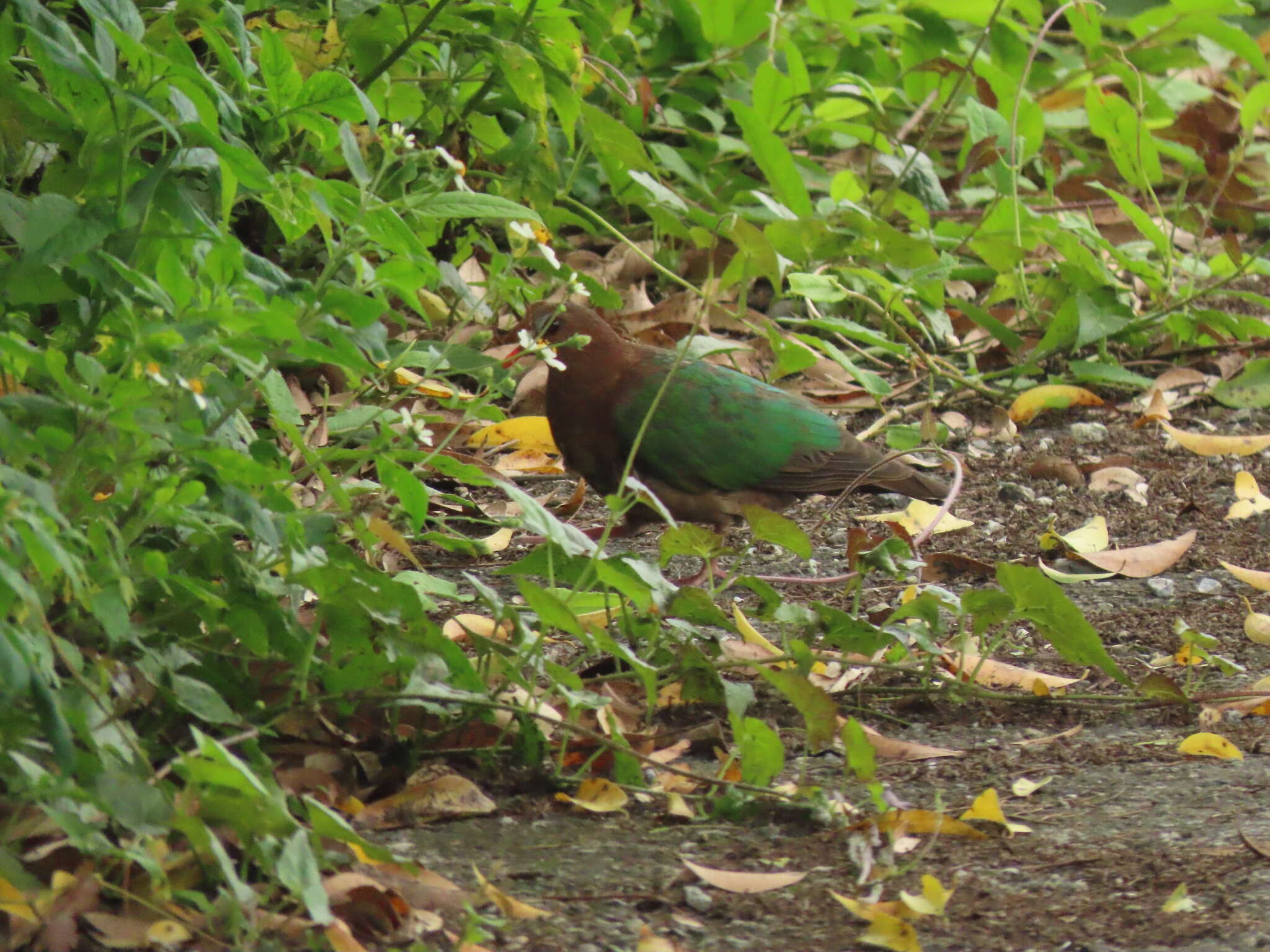 Image of Asian Emerald Dove (Common)