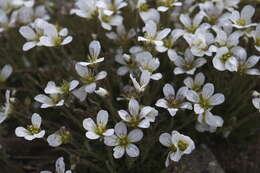 Plancia ëd Cherleria obtusiloba (Rydb.) A. J. Moore & Dillenb.