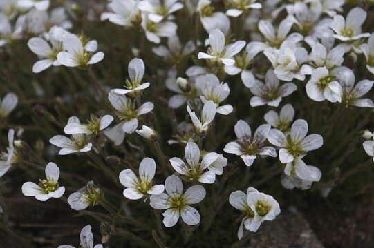 Imagem de Cherleria obtusiloba (Rydb.) A. J. Moore & Dillenb.