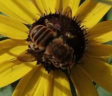 Image of Megachile fortis Cresson 1872