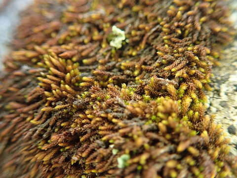 Image of andreaea moss