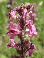 Image of flesh-pink lousewort