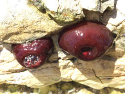 Image of Red Waratah Anemone