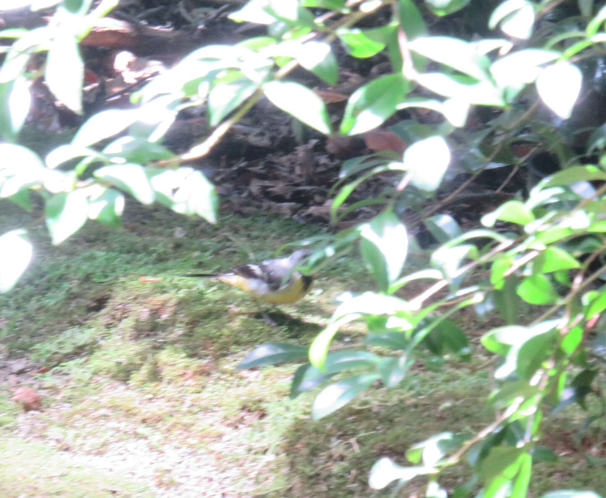 Image of Motacilla cinerea patriciae Vaurie 1957