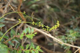 Dioscorea reticulata Gay的圖片