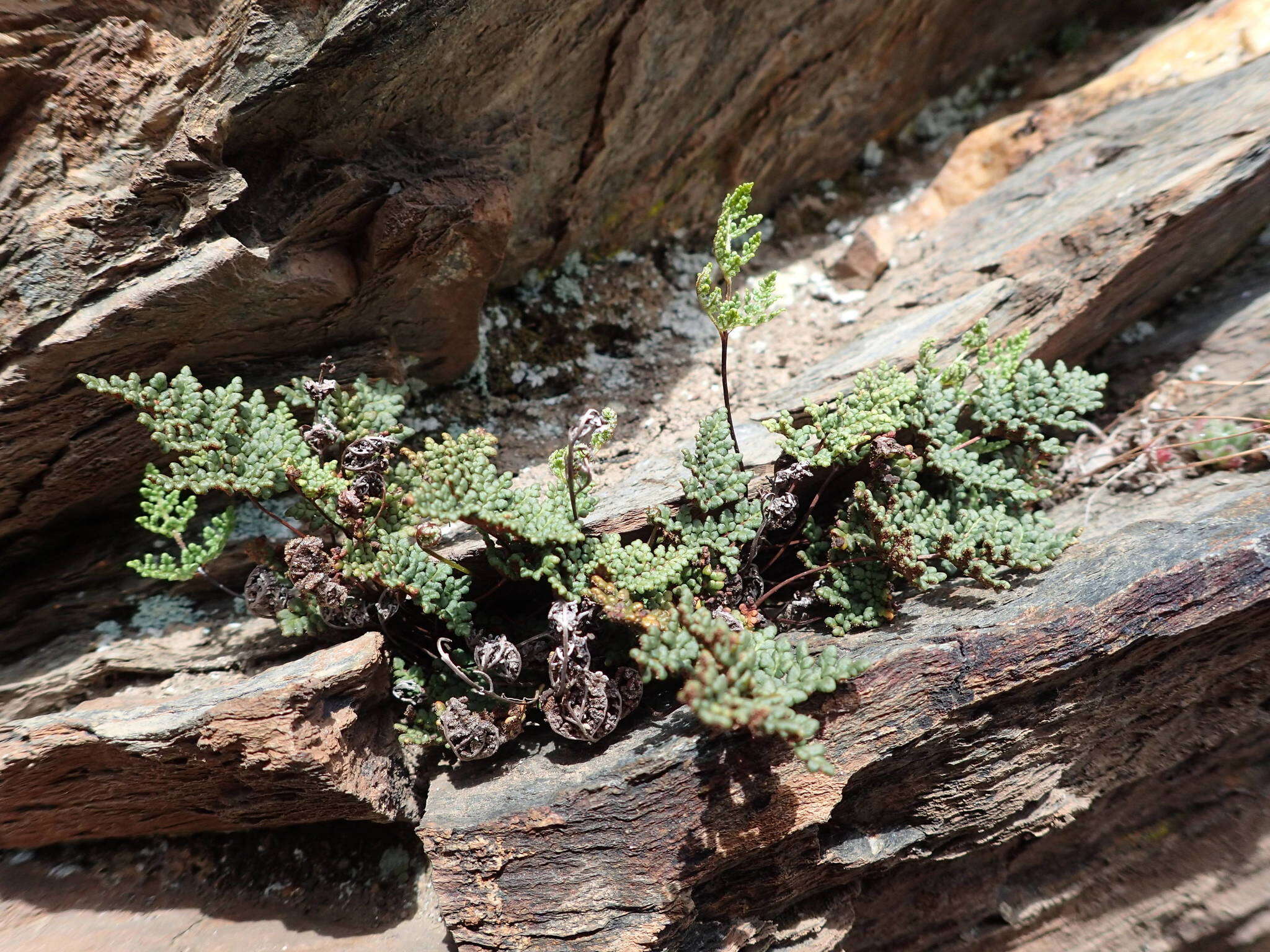 Image de Oeosporangium hispanicum (Mett.) Fraser-Jenk. & Pariyar