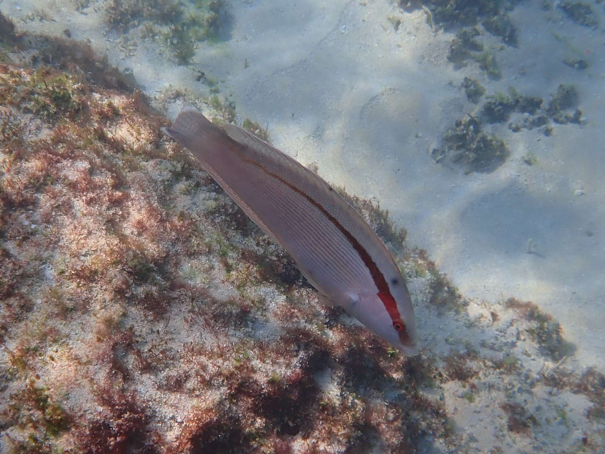 Image of King wrasse