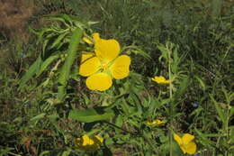 صورة Ludwigia bonariensis (Micheli) Hara