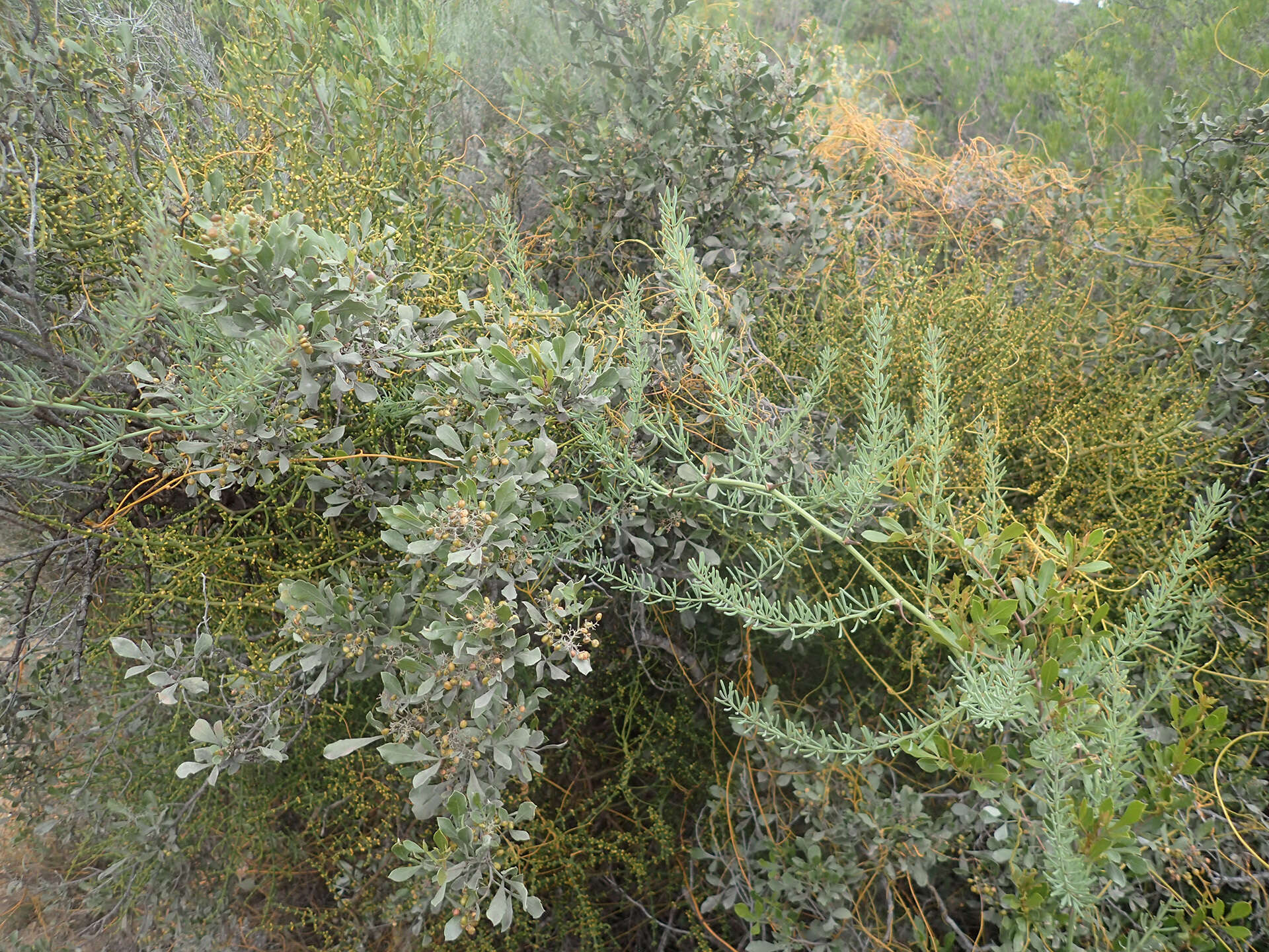 Image of Hooley Mistletoe