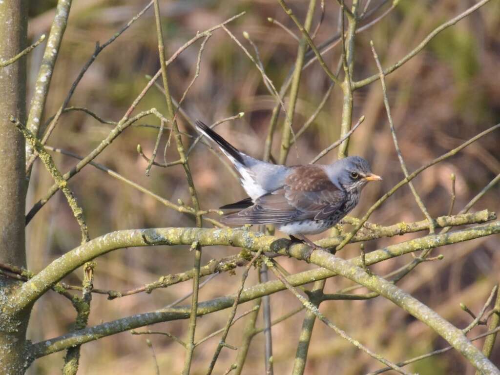 Image of Fieldfare