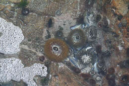 Image of Sandy anemone