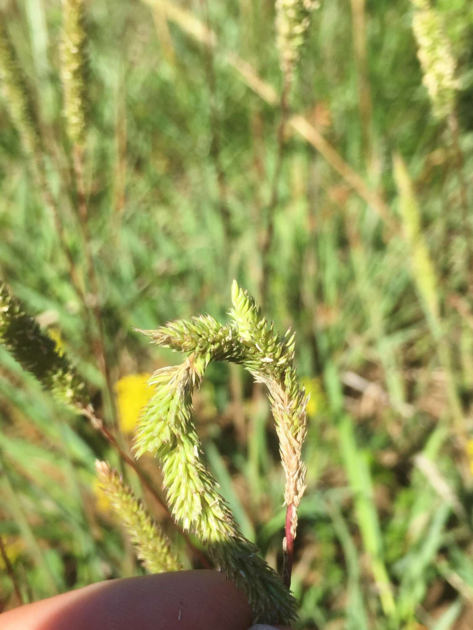 Image of Boehmer's cat's-tail