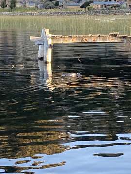 Image of Short-winged Grebe