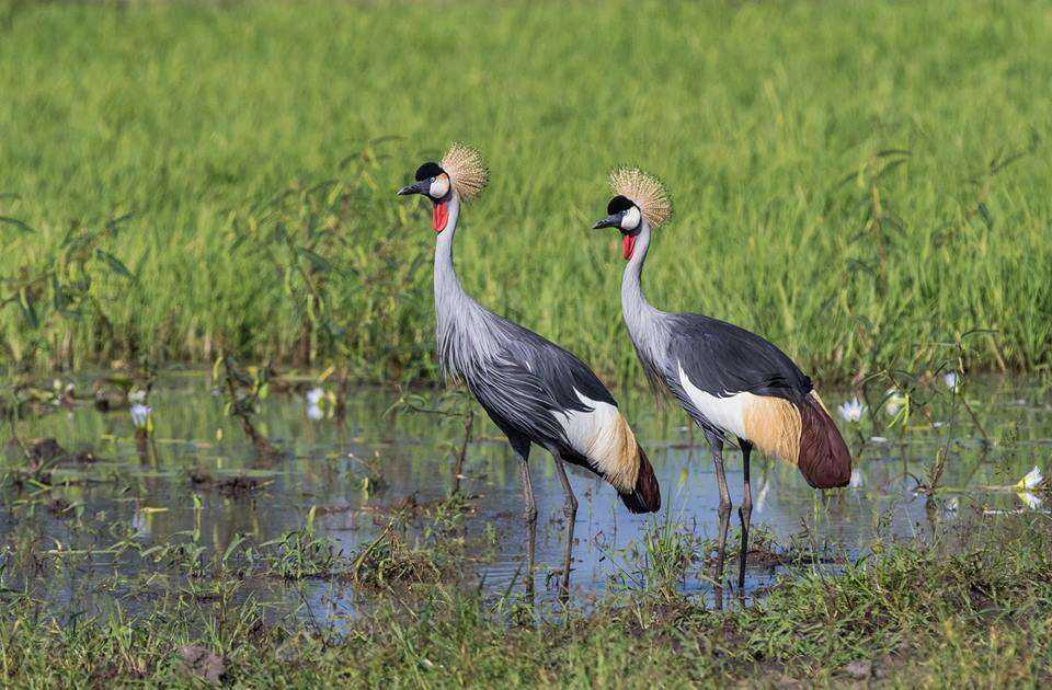 Image of Grey Crowned Crane