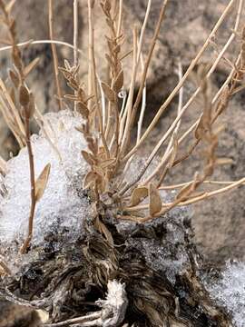 Image of Spring Mountain aster