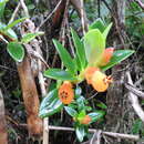 Image of Nematanthus gregarius D. L. Denham