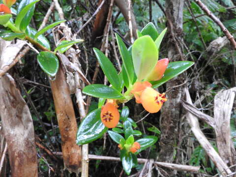 Image of Nematanthus gregarius D. L. Denham