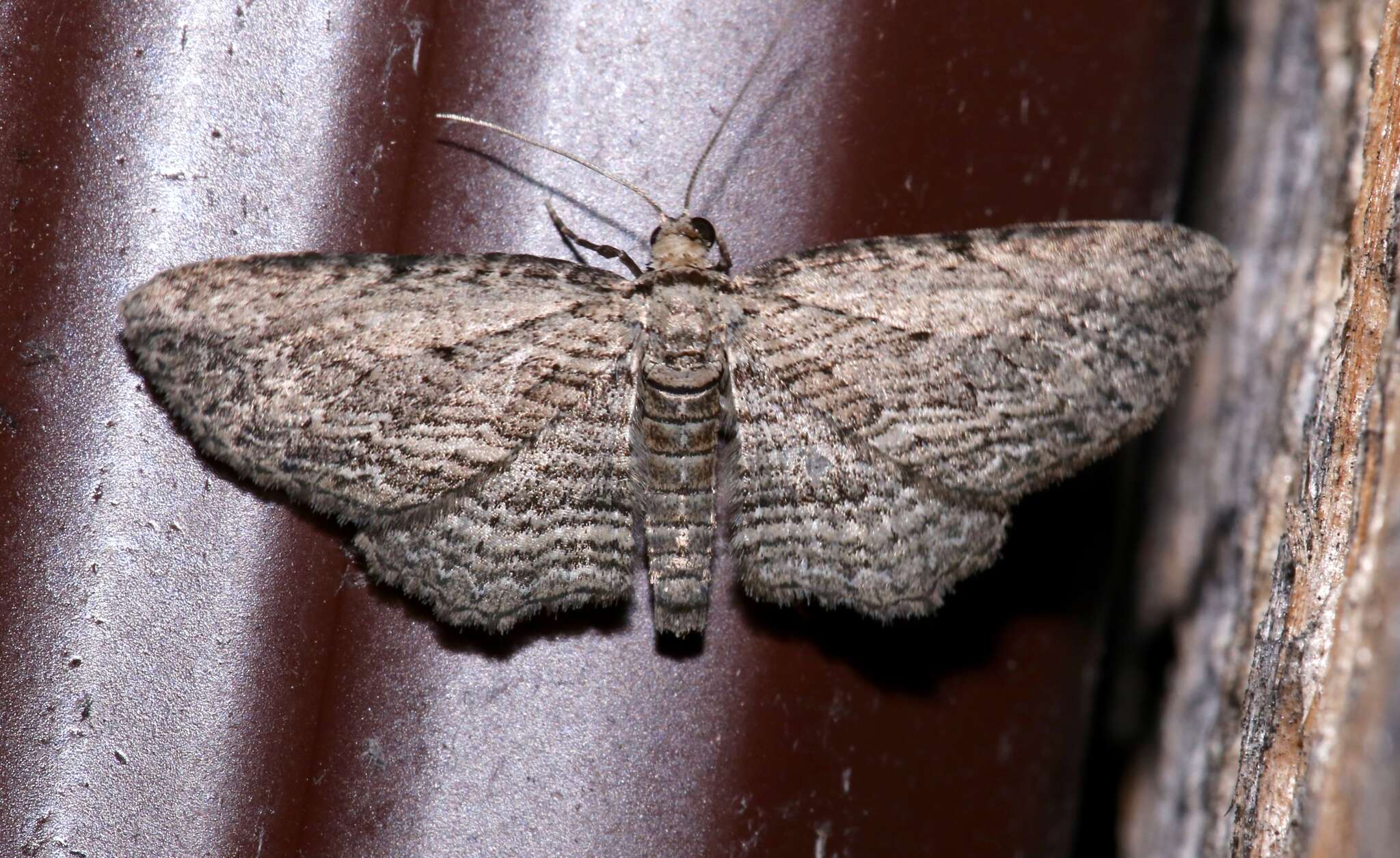 Image of Brown Bark Carpet