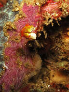 Image of Pontoh`s Pygmy Seahorse