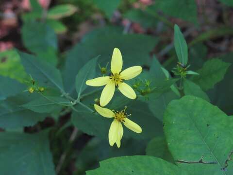 Image of broadleaf tickseed