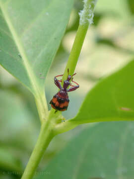 Image of Strigapoderus javanicus Legalov 2003