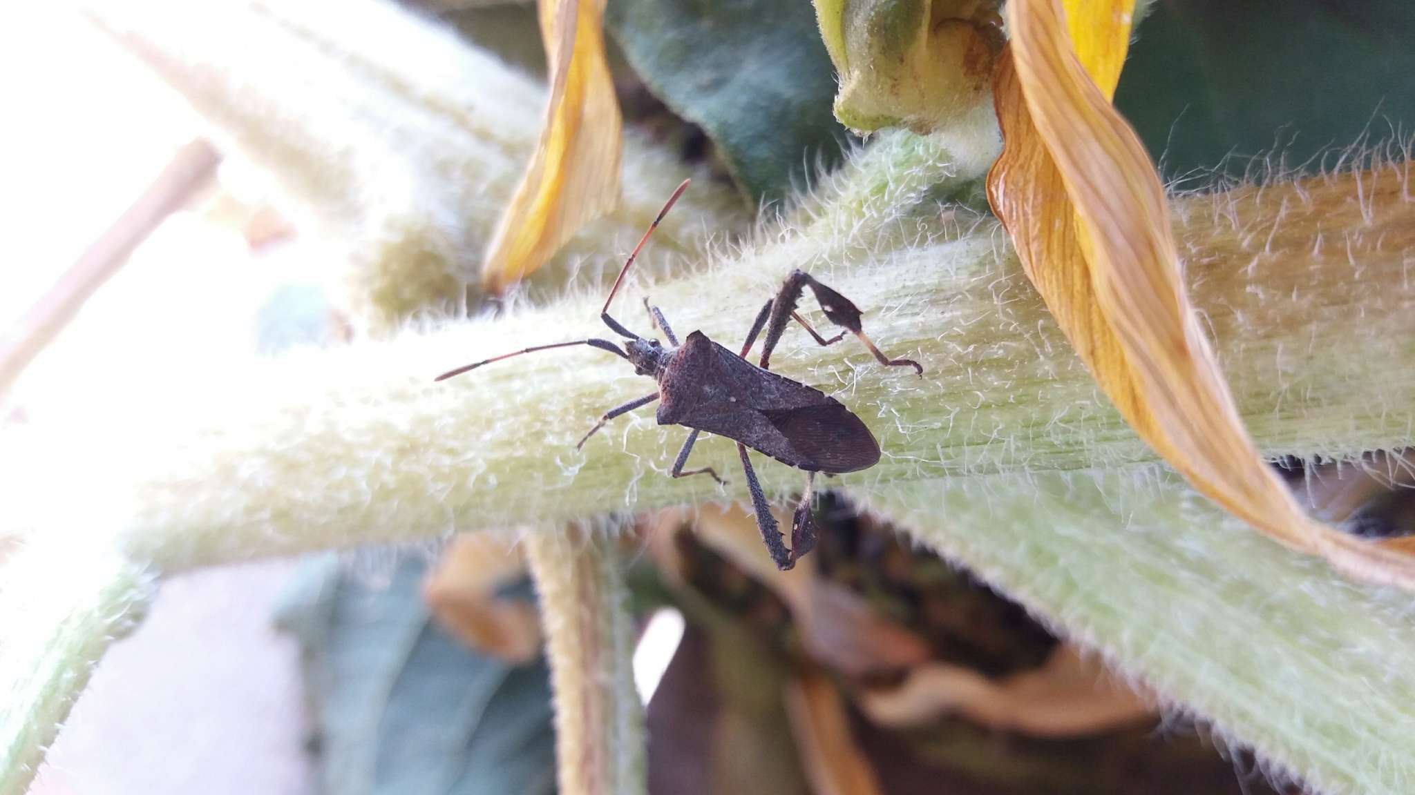 Image of Leaf-footed bug