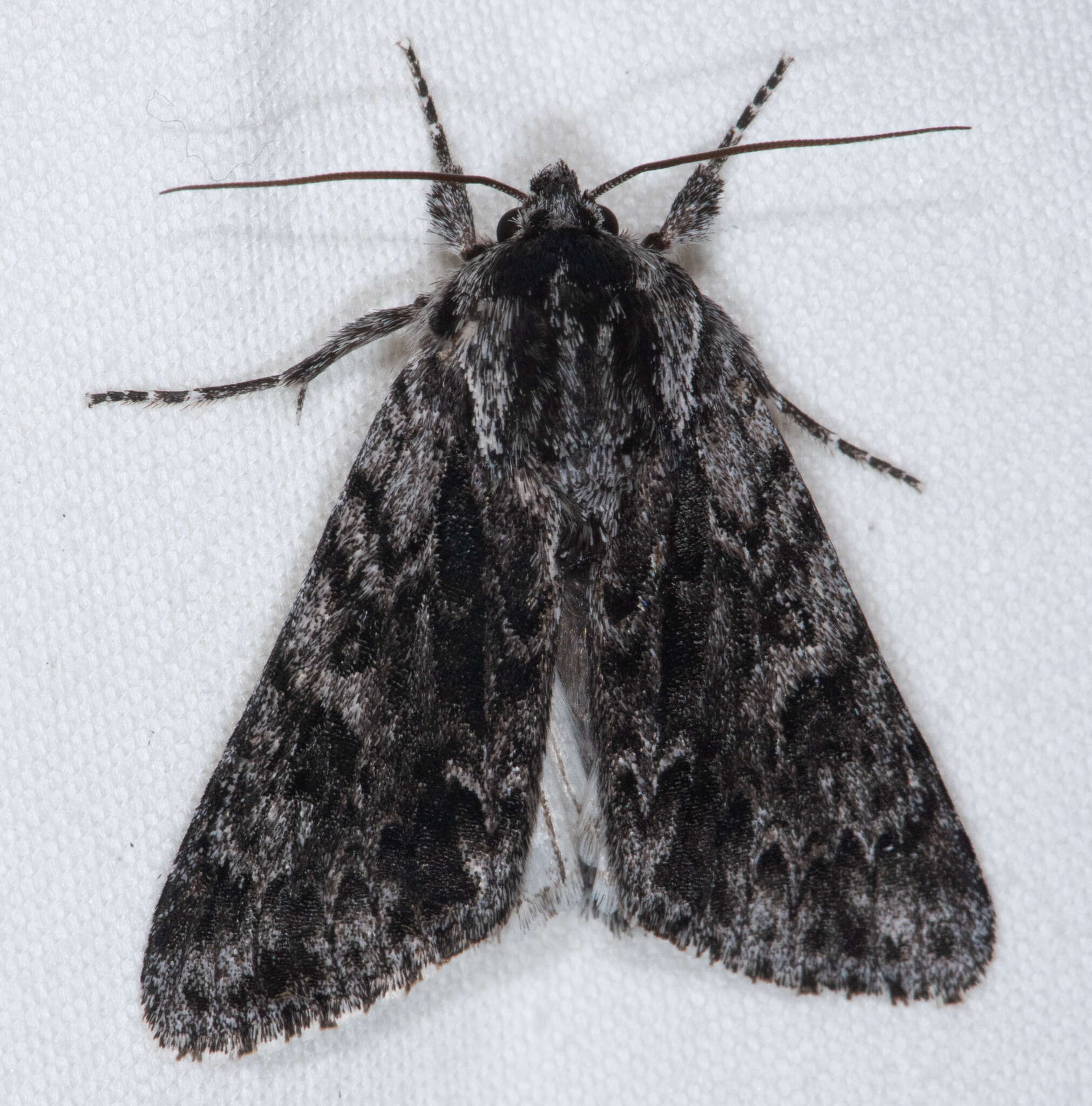 صورة Acronicta perdita Grote 1874