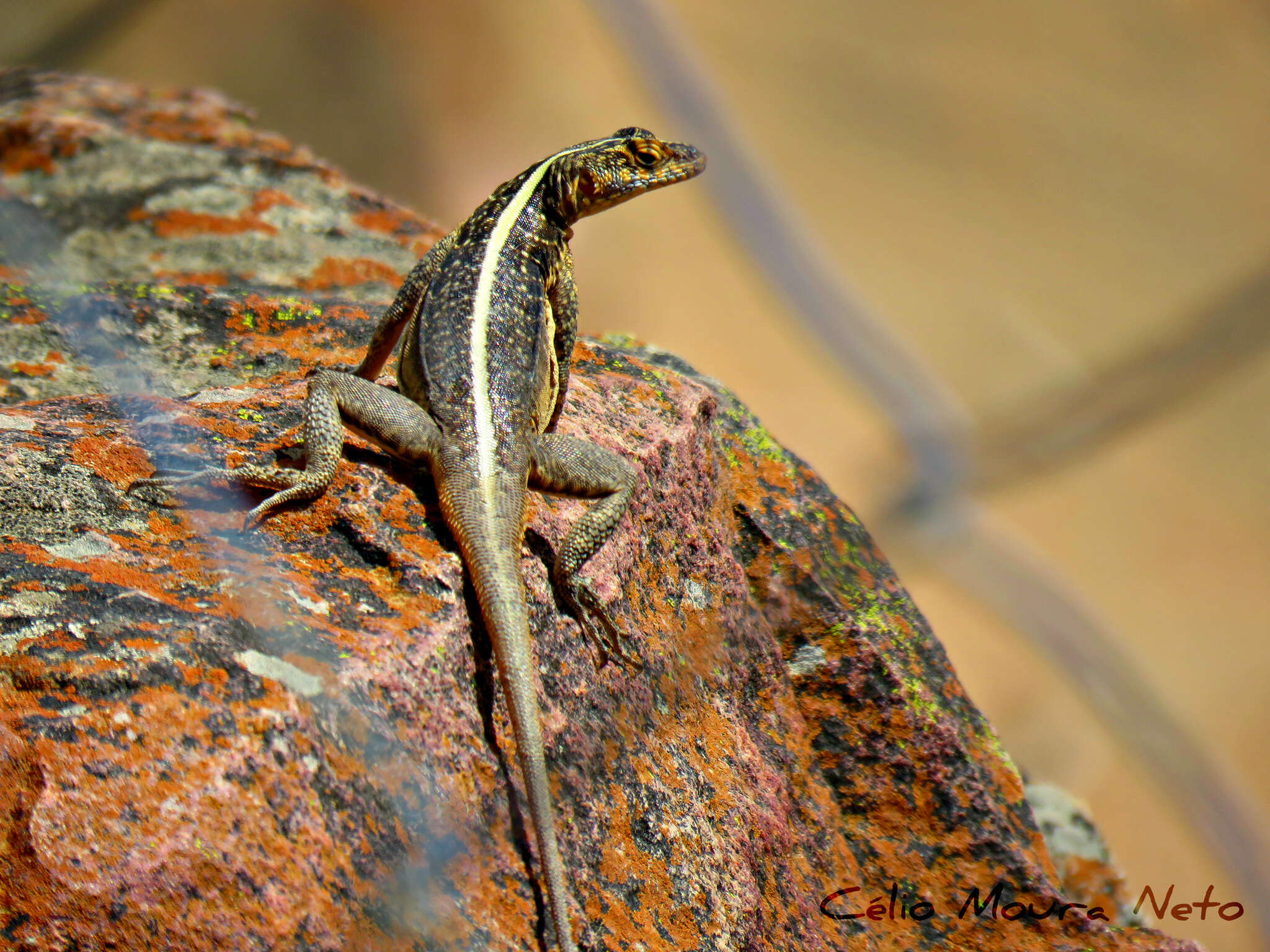 Image of Striped Lava Lizard